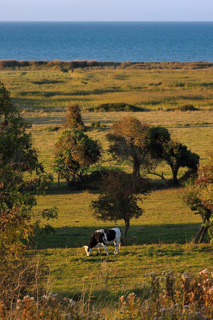 France, Calvados, Arromanches les Bains, cow in a meadow above the cliffs