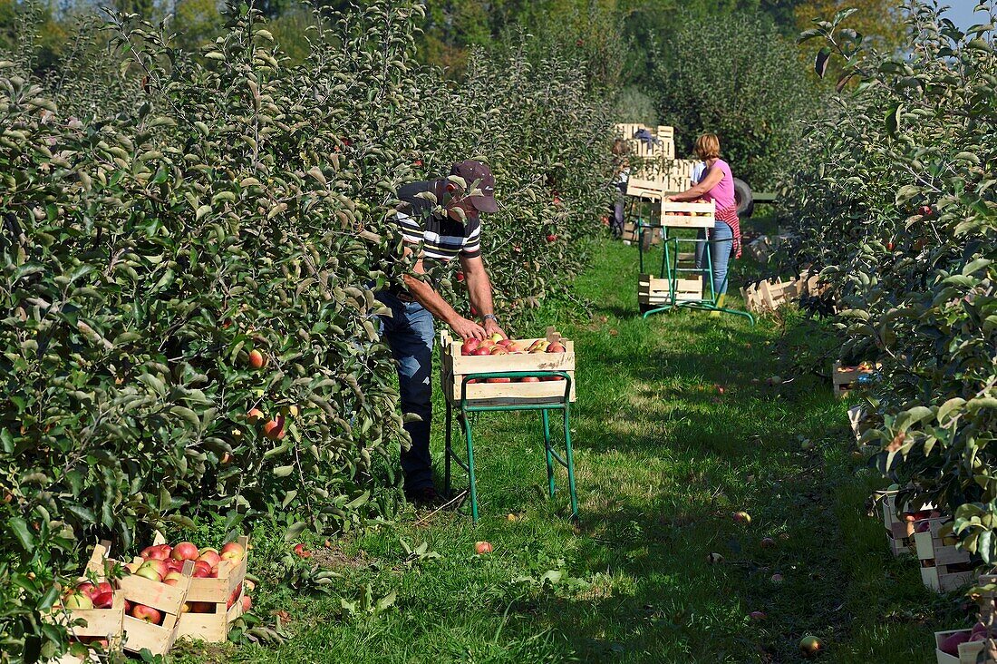 Frankreich, Seine-Maritime, Pays de Caux, Regionaler Naturpark der normannischen Seine-Mäander, Jumieges, Apfelbäume der Obststraße in den Obstgärten entlang der Seine, Apfelernte in einem Ort namens Le Conihaut