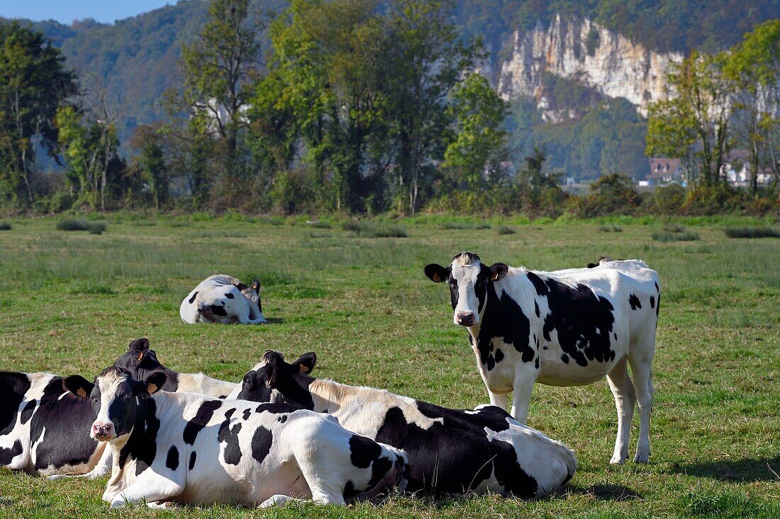 France, Seine-Maritime, Pays de Caux, Norman Seine River Meanders Regional Nature Park, Vatteville la Rue, herd of cows in a meadow