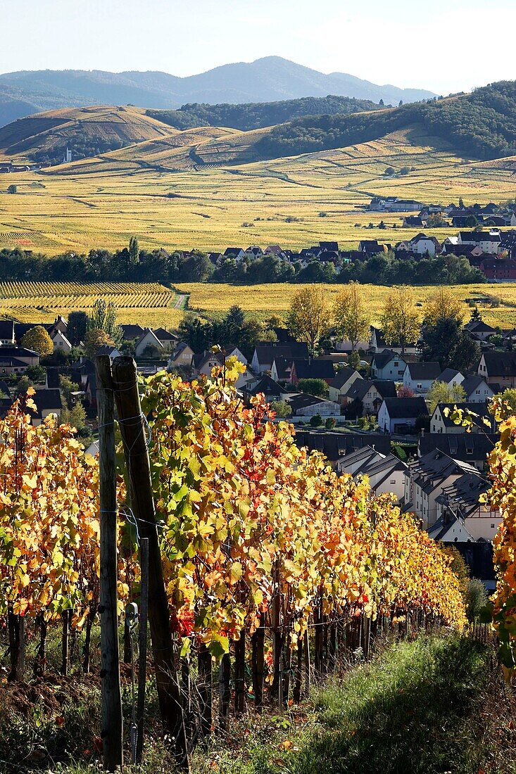 France, Haut Rhin, Sigolsheim, vineyards in autumn.