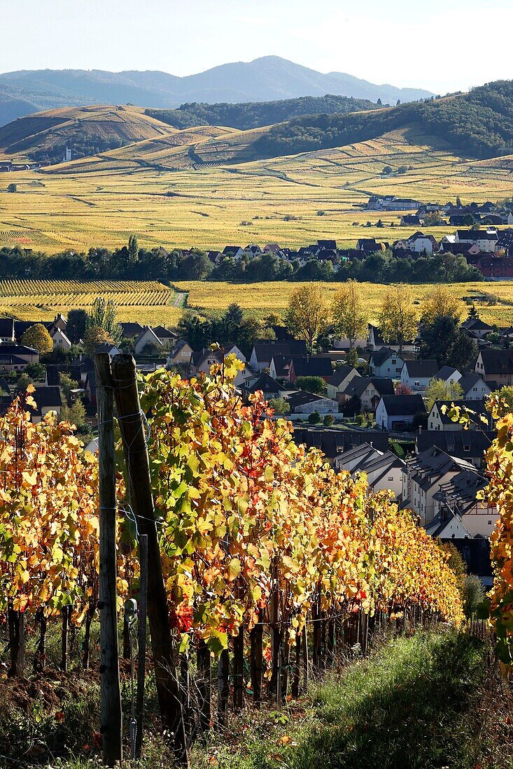 Frankreich, Haut Rhin, Sigolsheim, Weinberge im Herbst.