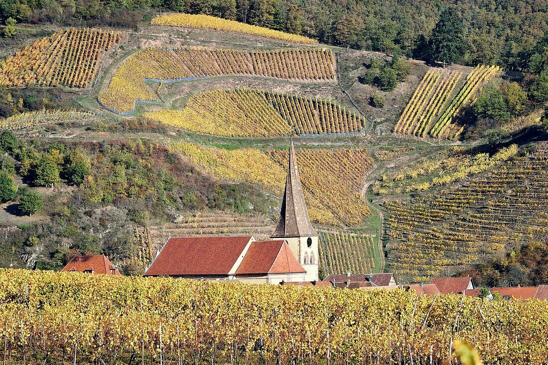 Frankreich, Haut Rhin, Niedermorschwihr, Weinberge im Herbst.