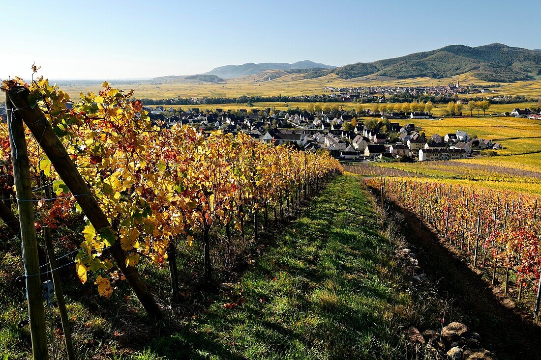 Frankreich, Haut Rhin, Sigolsheim, Weinberge im Herbst.