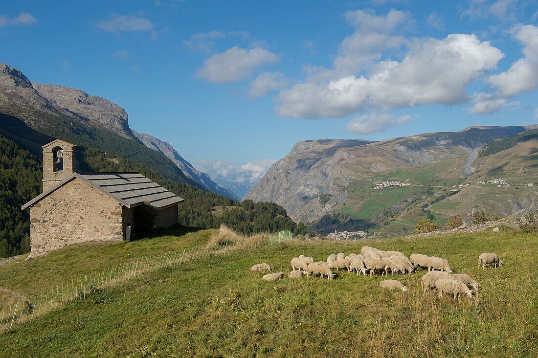 Frankreich, Hautes Alpes, Das massive Grab von Oisans, Schafherde zur Kapelle Saint Antoine im Weiler Cours