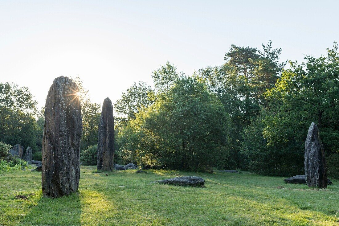 Frankreich, Morbihan, Monteneuf, die megalithische Domäne der Geraden Steine bei Sonnenaufgang