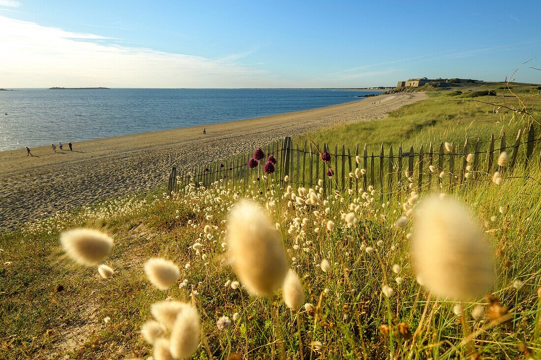 France, Morbihan, Saint-Pierre-Quiberon, south beach from Fort Penthièvre at sunset