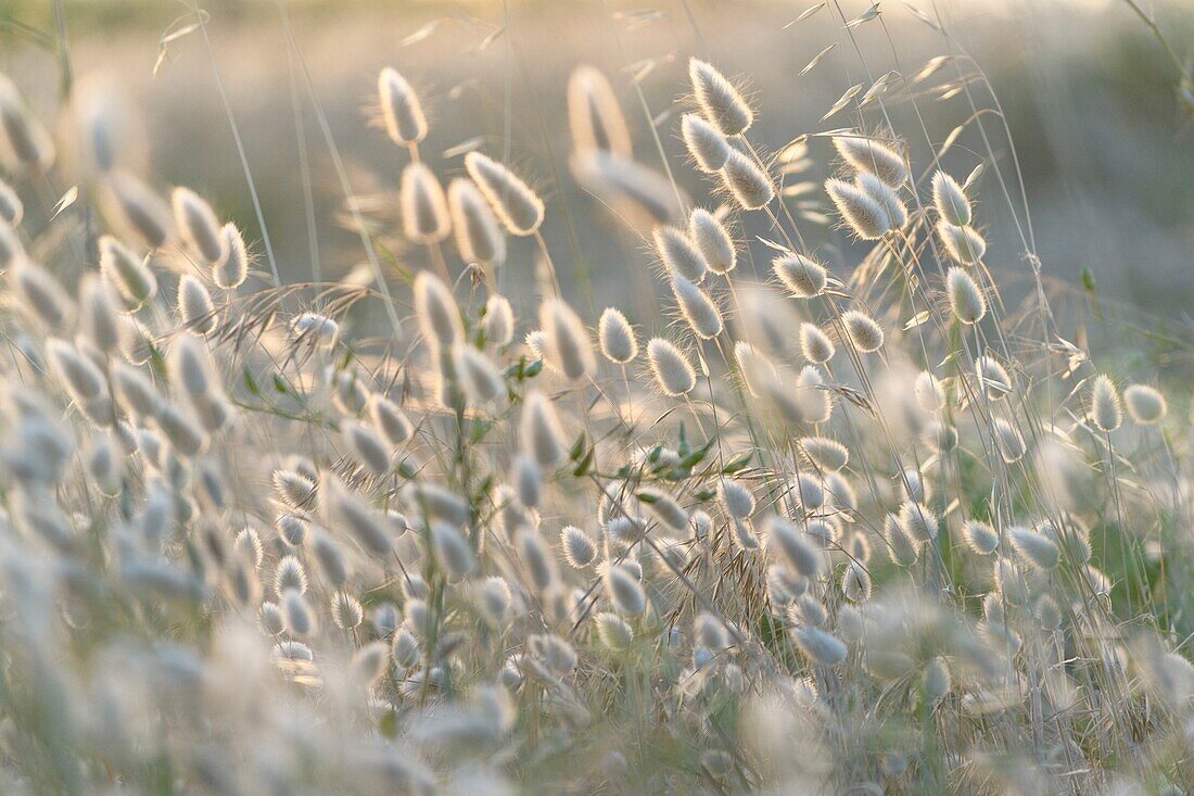 France, Morbihan, Saint-Pierre-Quiberon, oval lagoon (Lagurus ovatus) along the island walk on a summer evening