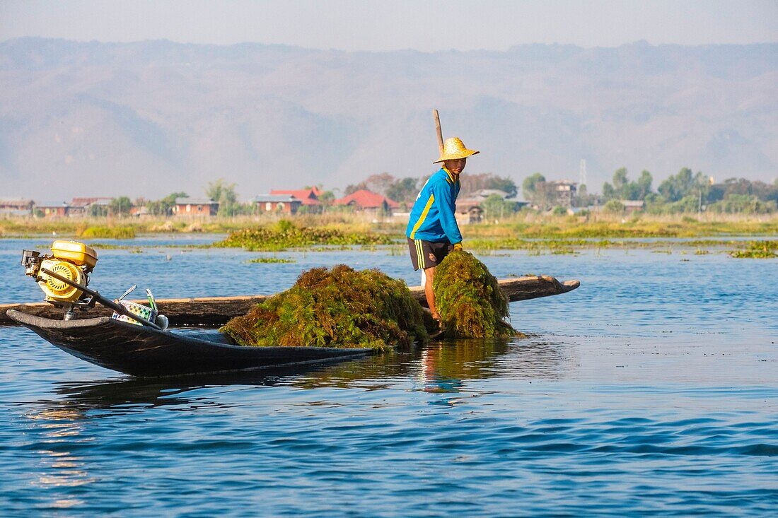 Myanmar (Burma), Shan-Staat, Inle-See, Algensammlung