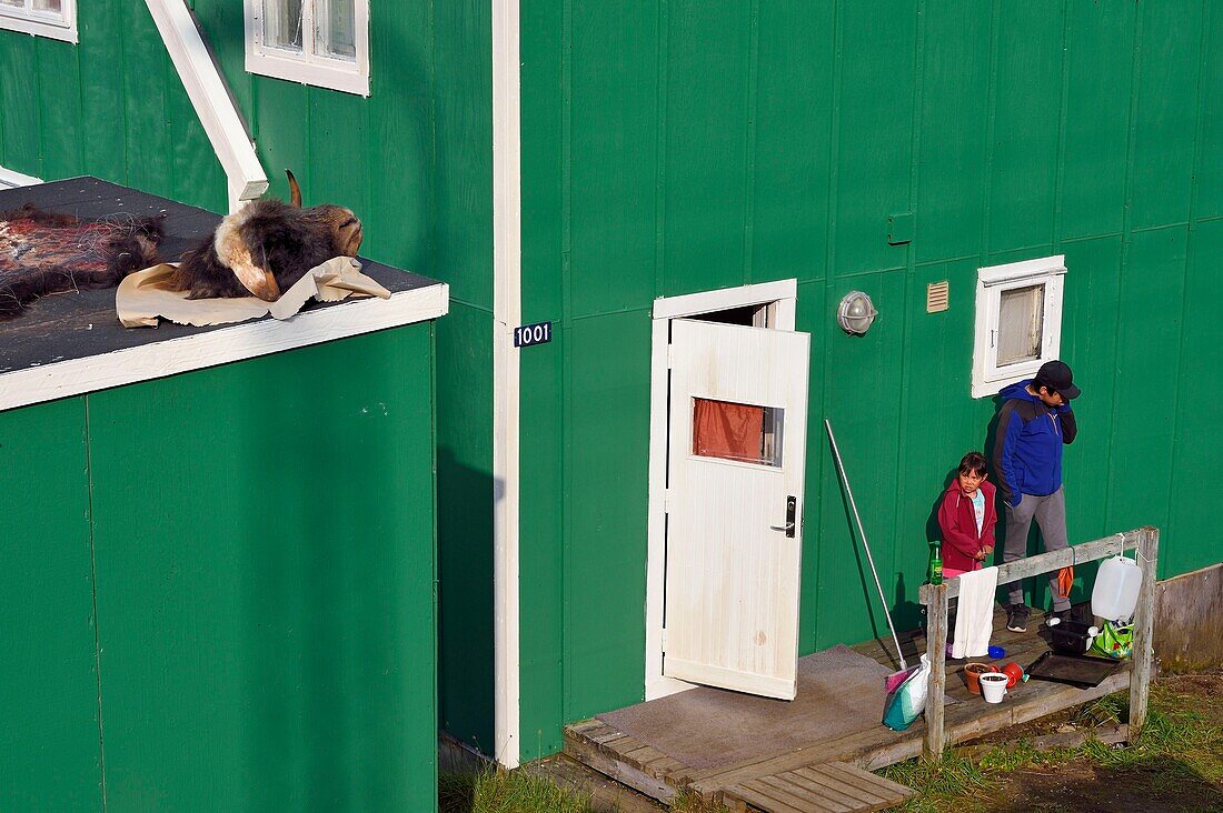 Grönland, Westküste, Baffin Bay, Upernavik, frisch erlegter Moschusochsenkopf trocknet auf einem Dach