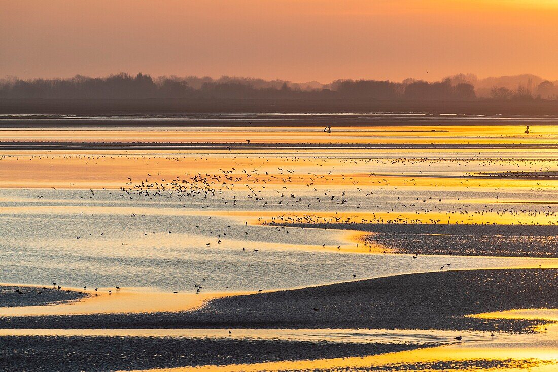 Frankreich, Somme, Baie de Somme, Le Crotoy, das Panorama auf die Baie de Somme bei Sonnenuntergang bei Ebbe, während viele Vögel zum Fressen in die Krebse kommen