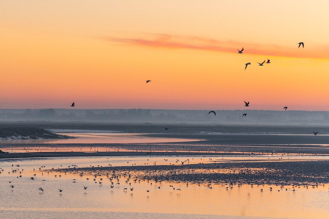 France, Somme, Baie de Somme, Saint-Vaery-sur-Somme, hiver, aube sur la baie depuis les quais de Saint-Valery le long du chenal de la Somme / / France, Somme, Baie de Somme, Dawn on the bay from the quays of Saint-Valery along the channel of the Somme