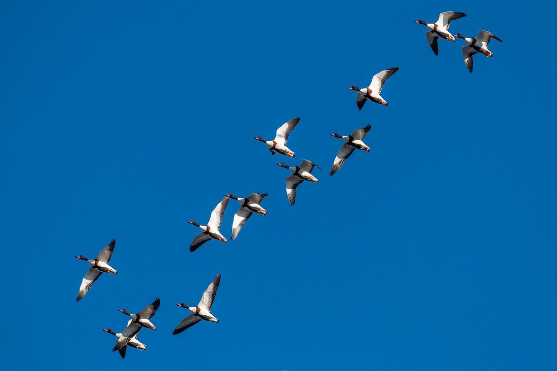 France, Somme, Baie de Somme, Natural Reserve of the Baie de Somme, Le Crotoy, winter, passage of Common Shelduck (Tadorna tadorna ) in the sky of the nature reserve