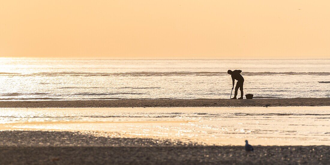 France, Somme, Baie de Somme, La Mollière d'Aval, Cayeux-sur-mer, armed with a pump to suck the bloodworms, fishermen come at low tide to catch bait to catch the fish at sea