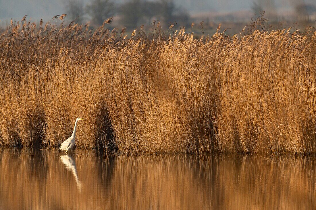 Frankreich, Somme, Baie de Somme, Noyelles-sur-mer, Seidenreiher (Ardea alba) in einem Schilfgürtel in der Baie de Somme