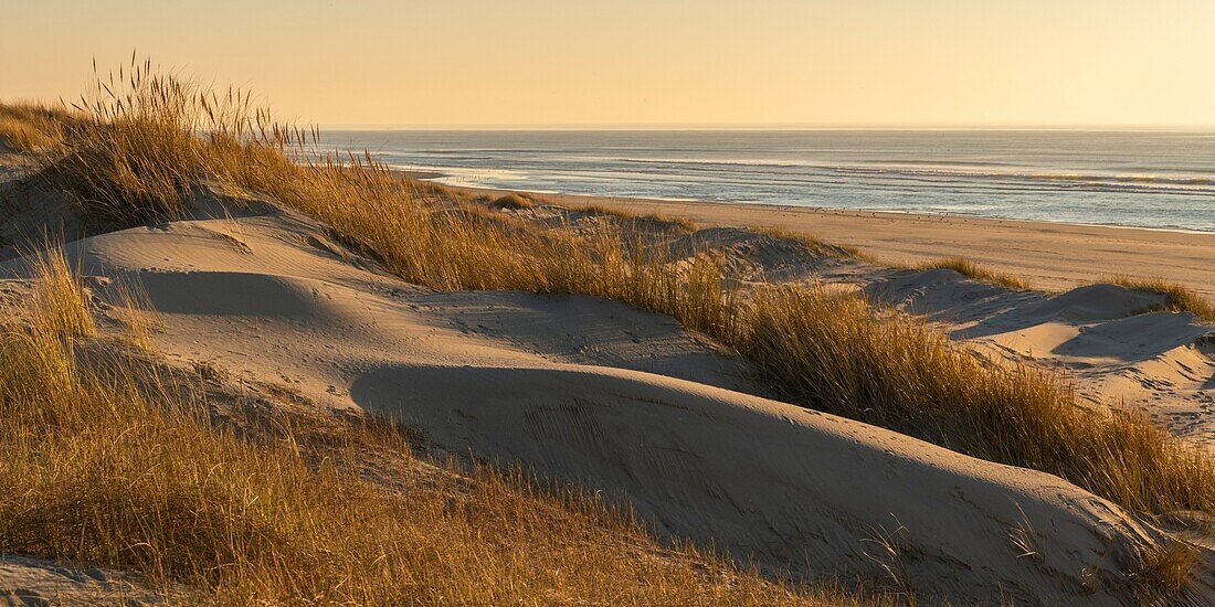 Frankreich, Somme, Bucht von Authie, Fort-Mahon, die Dünen von Marquenterre, südlich der Bucht von Authie