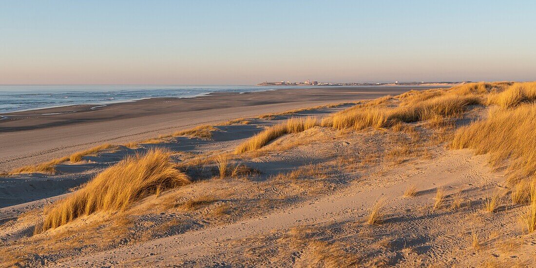 Frankreich, Somme, Bucht von Authie, Fort-Mahon, die Dünen von Marquenterre, südlich der Bucht von Authie, Berck-sur-mer im Hintergrund