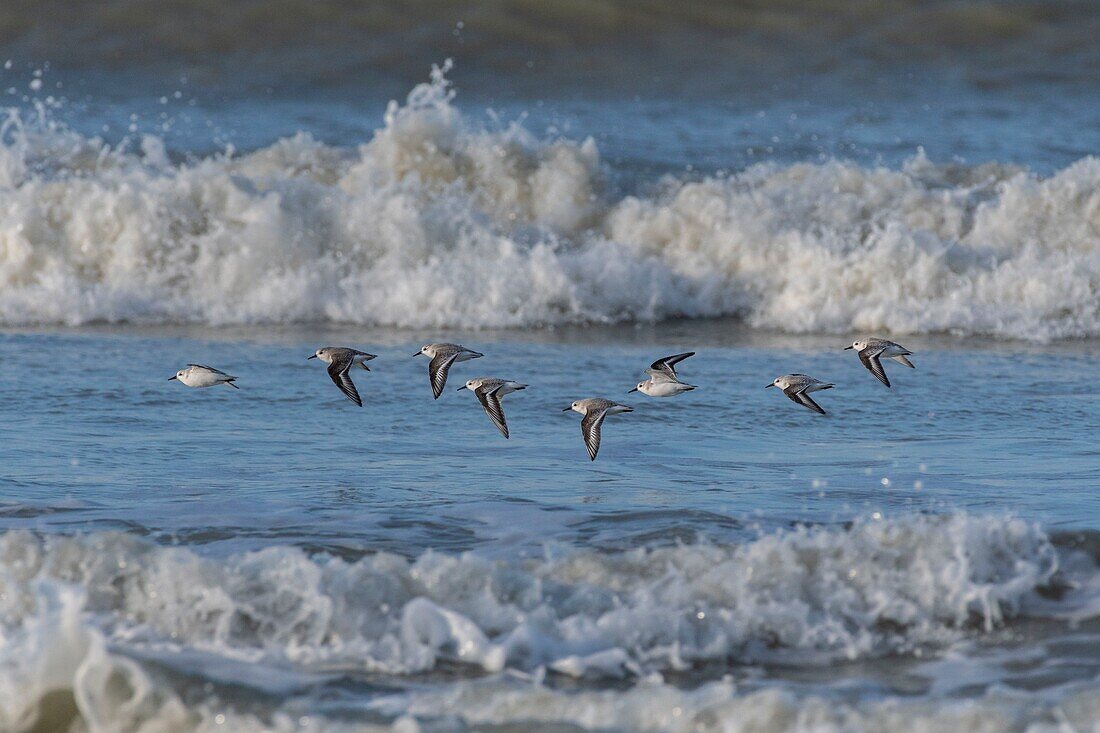 France, Somme, Picardy Coast, Quend-Plage, Sanderling in flight (Calidris alba ) along the beach