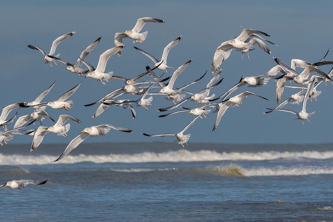 Frankreich, Somme, Picardieküste, Quend-Plage, Flug von Heringsmöwen (Larus argentatus - Europäische Silbermöwe) am Strand