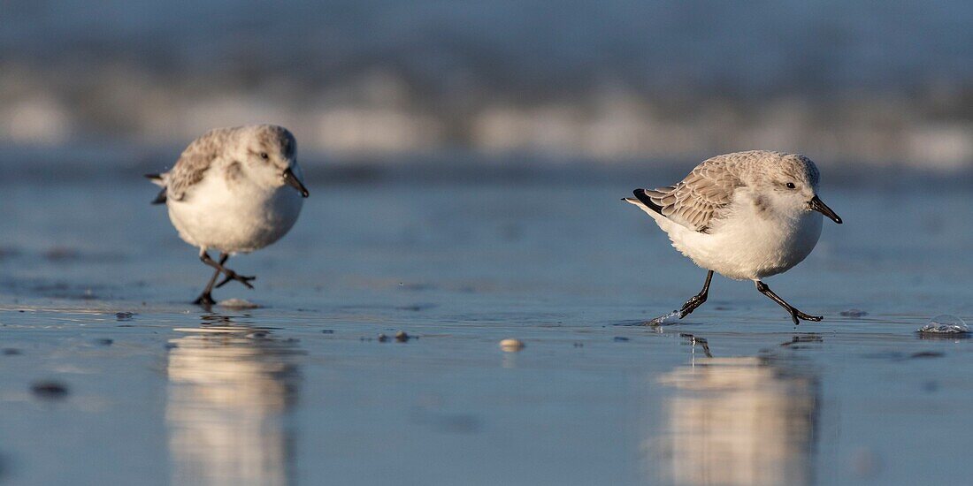 Frankreich, Somme, Baie de Somme, Picardie-Küste, Quend-Plage, Sanderling (Calidris alba) am Strand, bei Flut, Strandläufer kommen zum Fressen in die Seeleine