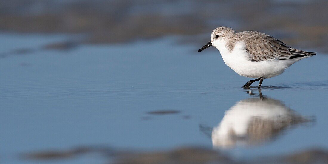 France, Somme, Baie de Somme, Picardy Coast, Quend-Plage, Sanderling (Calidris alba) on the beach, at high tide, sandpipers come to feed in the sea leash