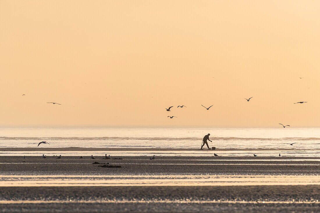 Frankreich, Somme, Baie de Somme, La Mollière d'Aval, Cayeux-sur-mer, mit einer Pumpe bewaffnet, um die Blutwürmer anzusaugen, kommen die Fischer bei Ebbe, um Köder zu fangen, um die Fische im Meer zu fangen