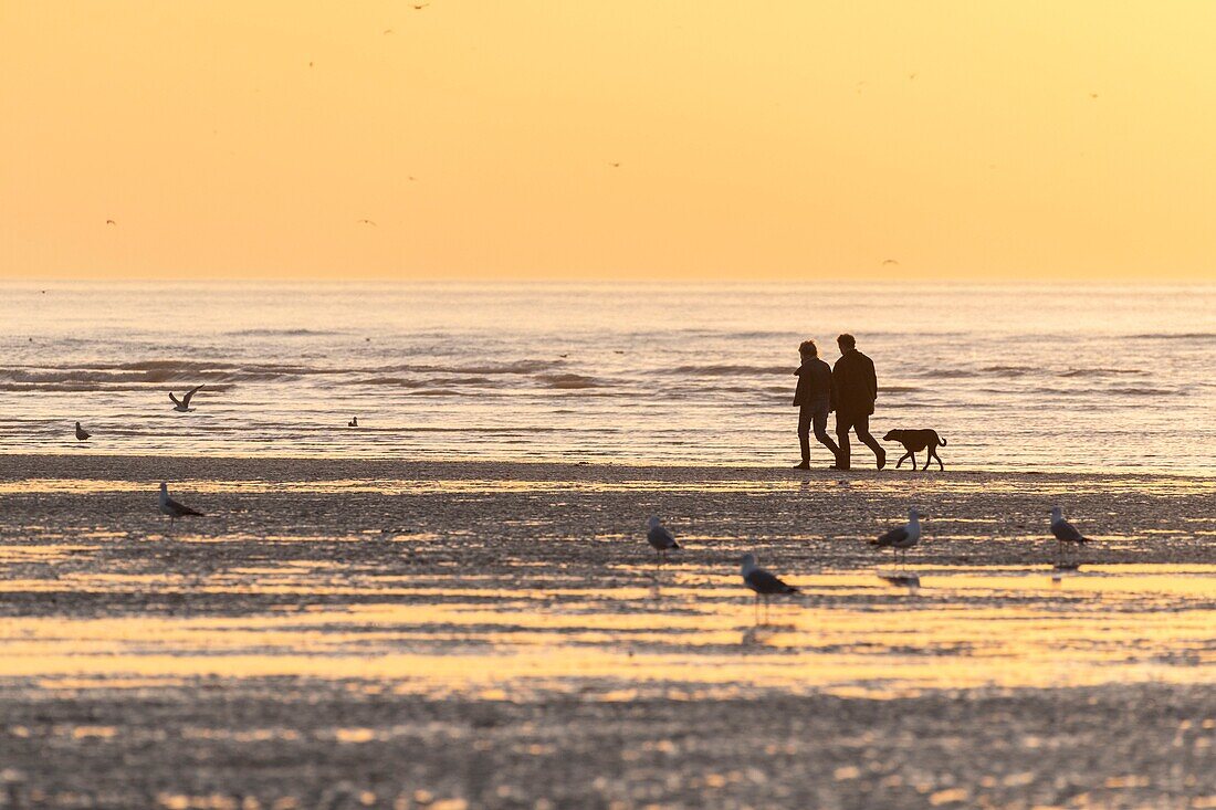 France, Somme, Baie de Somme, La Mollière d'Aval, Cayeux-sur-mer, Beach walkers