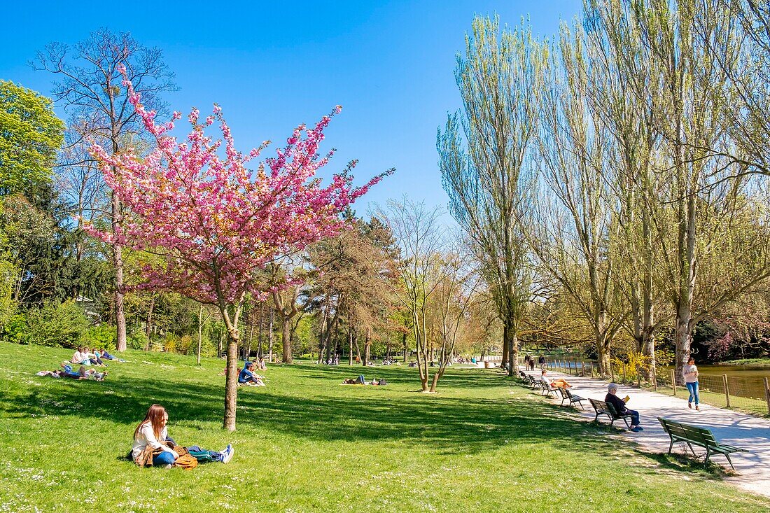 France, Paris, the Bois de Vincennes in front of Saint-Mandé lake, cherry blossom