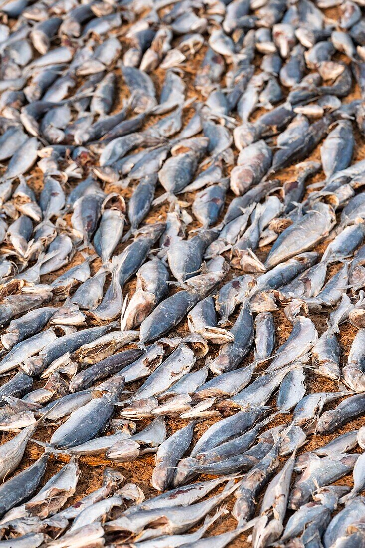 Sri Lanka, Westprovinz, Negombo, Trocknen von Fischen