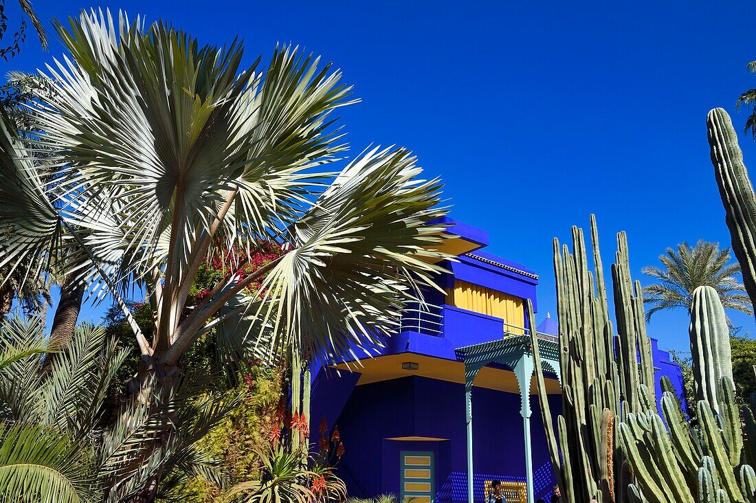 Morocco, High Atlas, Marrakech, Imperial city, Gueliz district, Majorelle Garden founded in 1931 by the French painter Jacques Majorelle in 1980 and bought by Yves Saint Laurent and Pierre Berge
