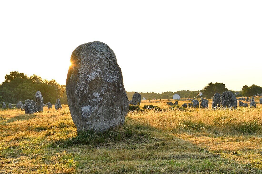 France, Morbihan, Carnac, megalithic site of Menec