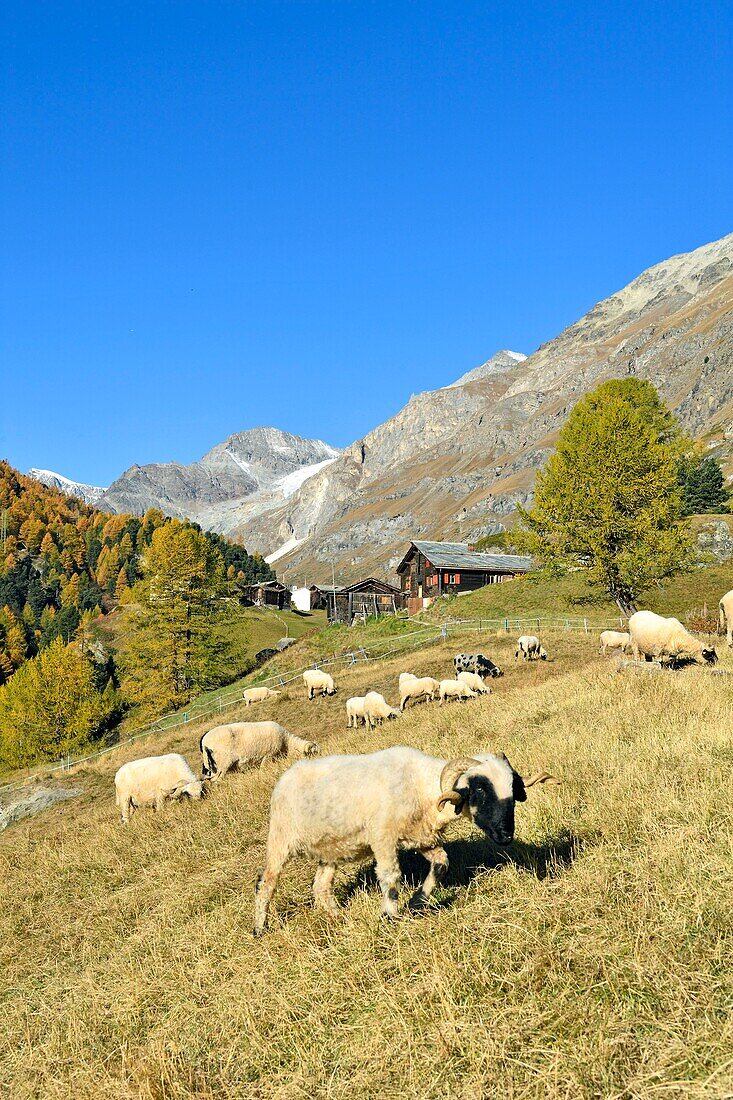 Switzerland, canton of Valais, Zermatt, hamlet Zmutt at the foot of the Matterhorn