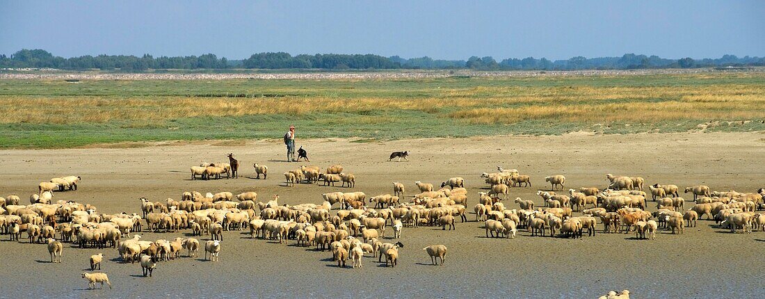 France, Somme, Baie de Somme, Saint Valery sur Somme, mouth of the Somme Bay at low tide, shepherd and sheep salt meadows (Ovis aries)