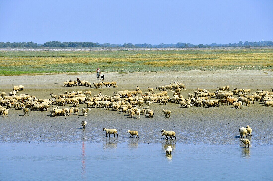 France, Somme, Baie de Somme, Saint Valery sur Somme, mouth of the Somme Bay at low tide, shepherd and sheep salt meadows (Ovis aries)