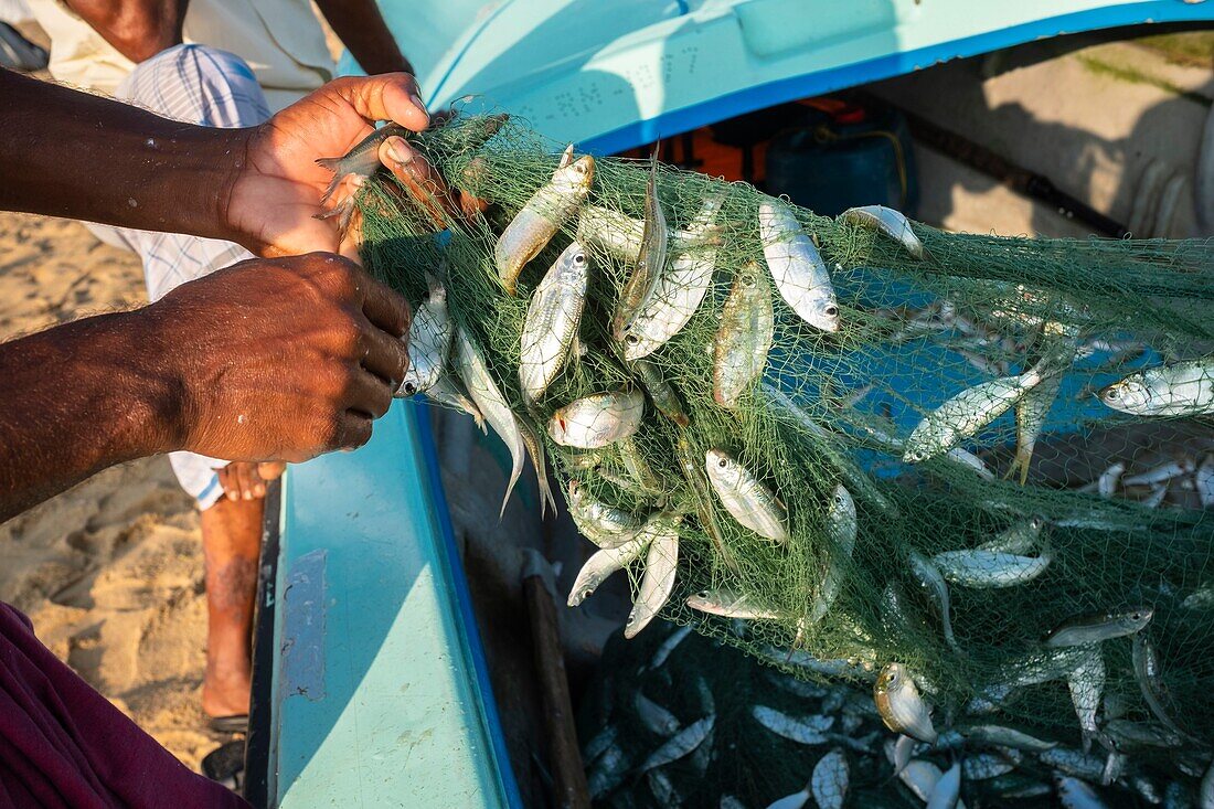 Sri Lanka, Eastern province, Pottuvil, Arugam bay, back from fishing