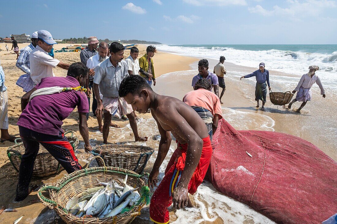 Sri Lanka, Eastern province, Pottuvil, Arugam bay, back from fishing on Pottuvil beach