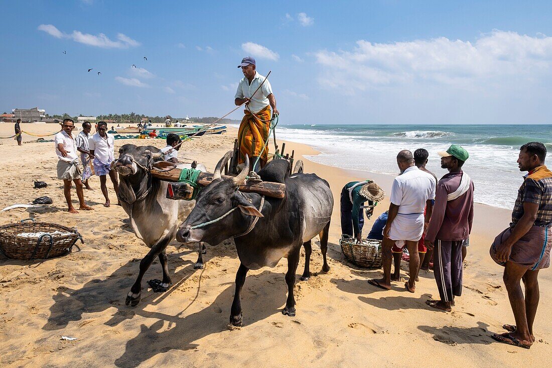 Sri Lanka, Eastern province, Pottuvil, Arugam bay, transport of fish by zebu cart on Pottuvil beach