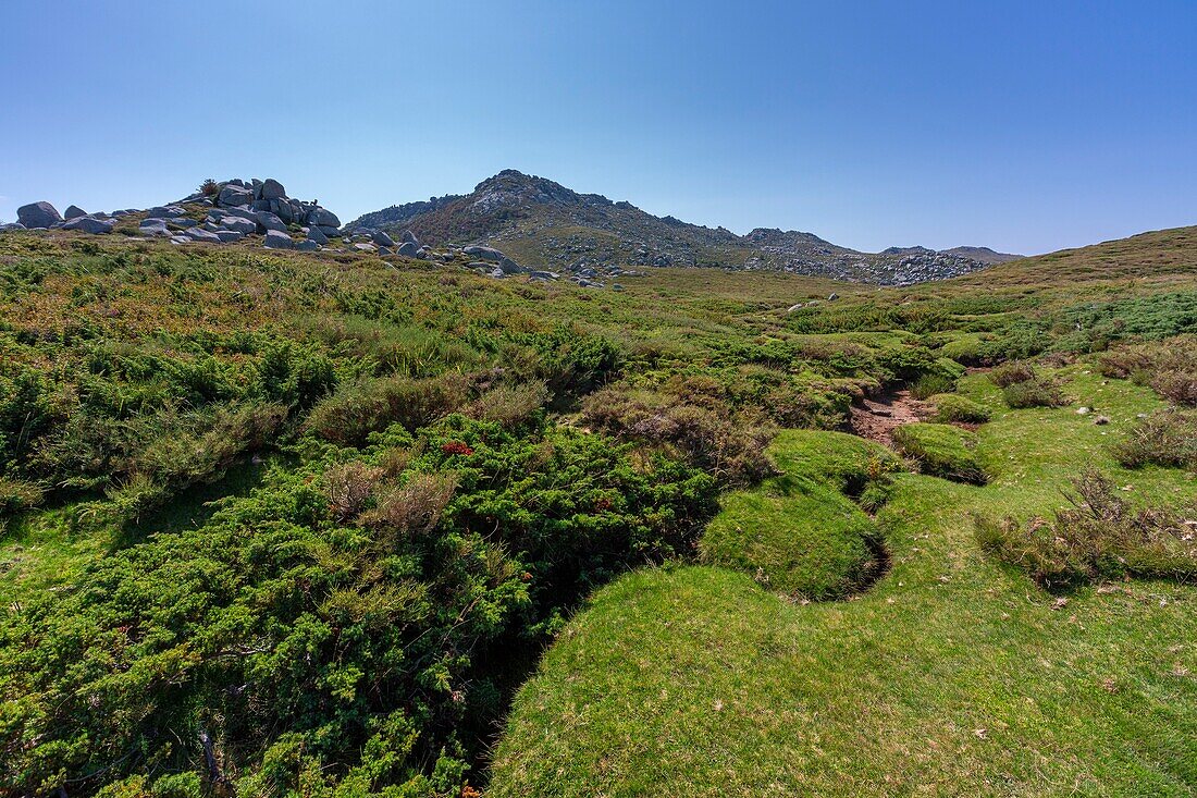 Frankreich, Corse du Sud, Region Alta Rocca, Bergmoore auf der Hochebene von Cuscionu, lokal Pozzines genannt