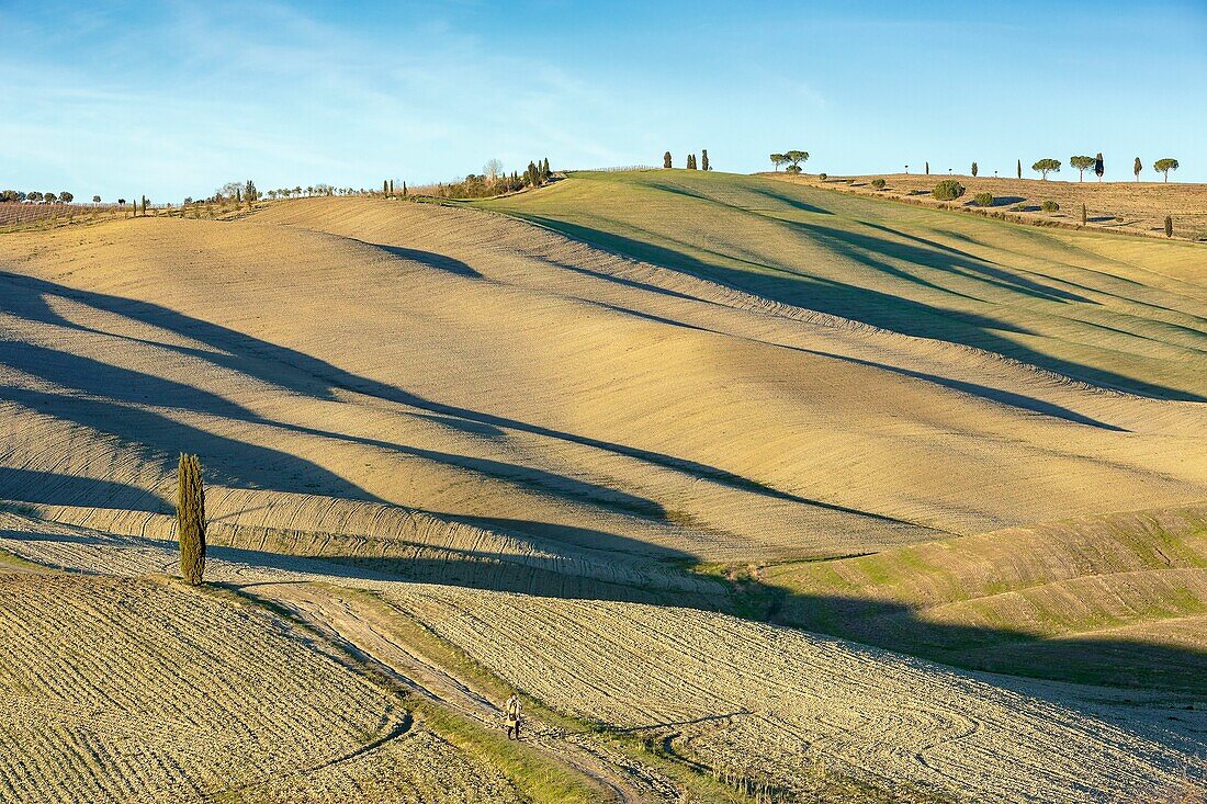 Italy, Tuscany, Val d'Orcia listed as World Heritage by UNESCO, landscape along Via Francigena nearby San Quirico d'Orcia at the place called Cipressi di San Quirico d'Orcia