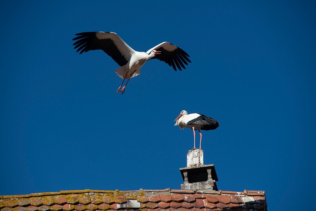 France, Haut Rhin, Alsace Wine Route, Rouffach, flight stork