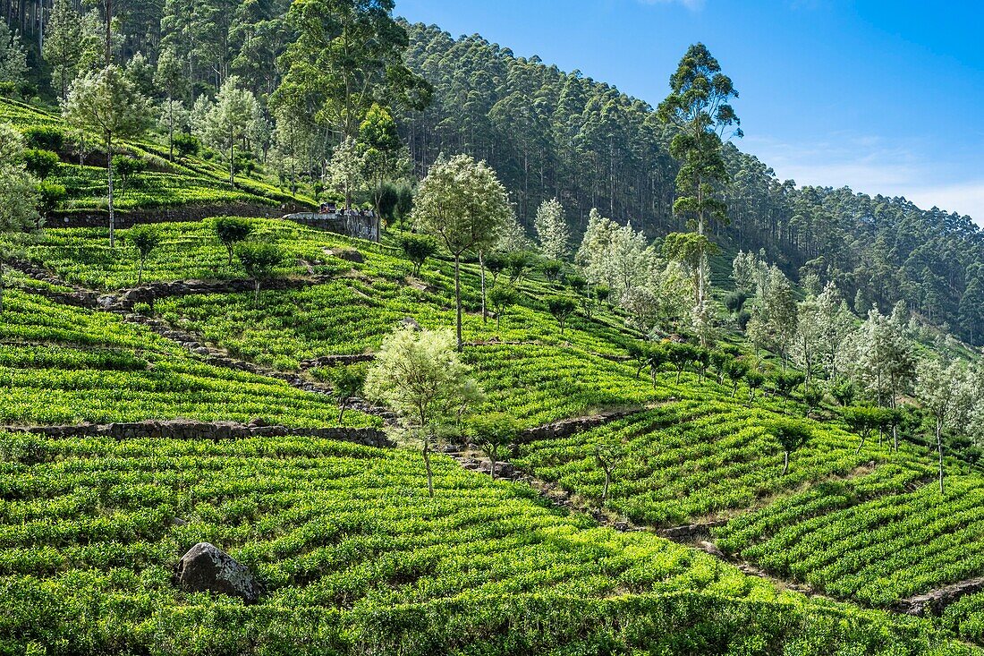 Sri Lanka, Uva-Provinz, Haputale, das Dorf ist von den Teeplantagen der 1890 von Thomas Lipton gegründeten Dambatenne-Gruppe umgeben