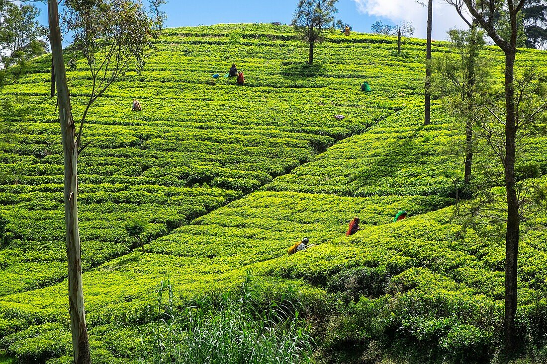 Sri Lanka, Uva-Provinz, Haputale, das Dorf ist von den Teeplantagen der 1890 von Thomas Lipton gegründeten Dambatenne-Gruppe umgeben