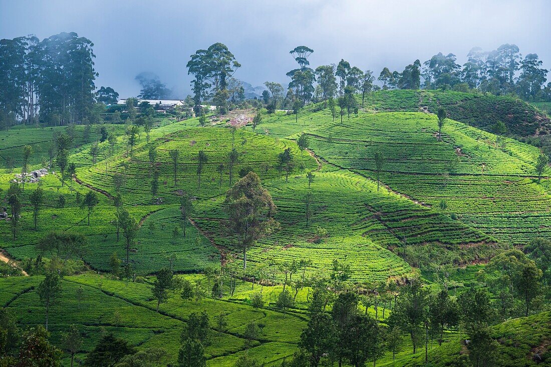 Sri Lanka, Uva-Provinz, Haputale, das Dorf ist von den Teeplantagen der 1890 von Thomas Lipton gegründeten Dambatenne-Gruppe umgeben