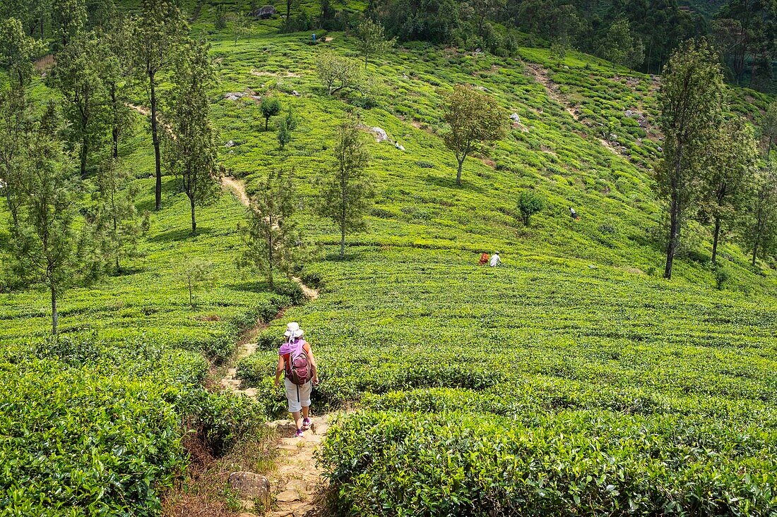 Sri Lanka, Uva-Provinz, Haputale, das Dorf ist von den Teeplantagen der 1890 von Thomas Lipton gegründeten Dambatenne-Gruppe umgeben