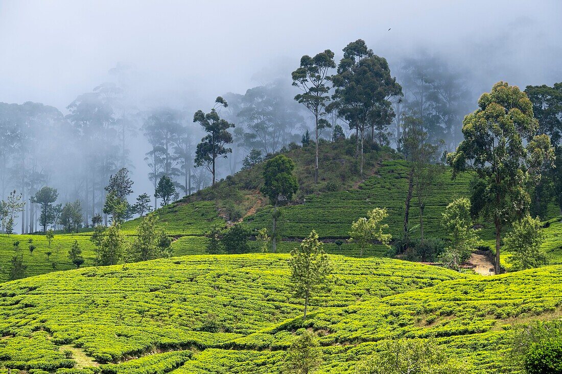 Sri Lanka, Uva-Provinz, Haputale, das Dorf ist von den Teeplantagen der 1890 von Thomas Lipton gegründeten Dambatenne-Gruppe umgeben