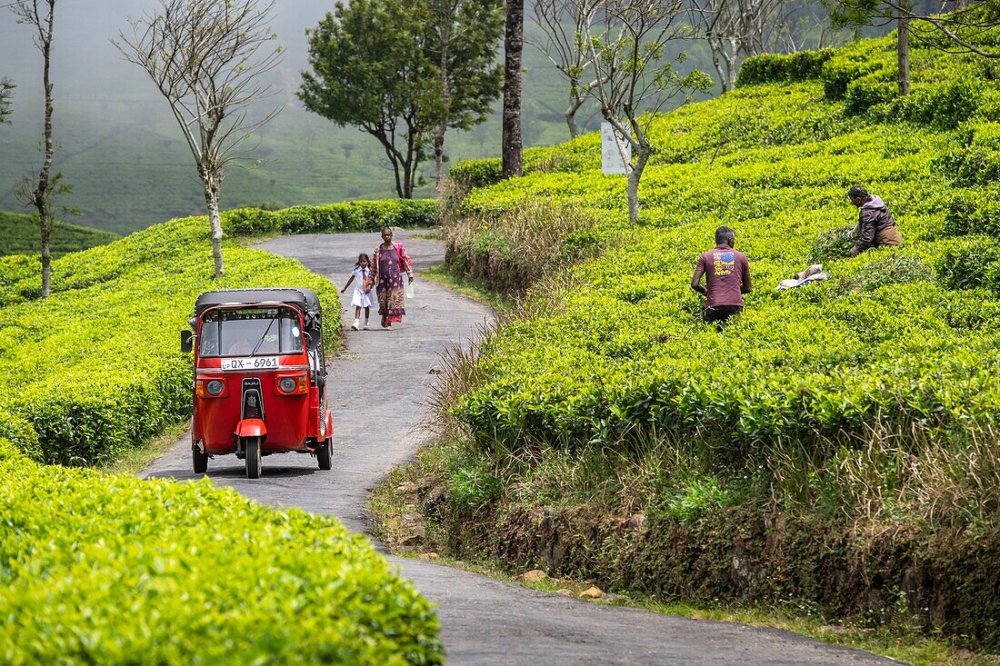 Sri Lanka, Uva-Provinz, Haputale, das Dorf ist von den Teeplantagen der 1890 von Thomas Lipton gegründeten Dambatenne-Gruppe umgeben