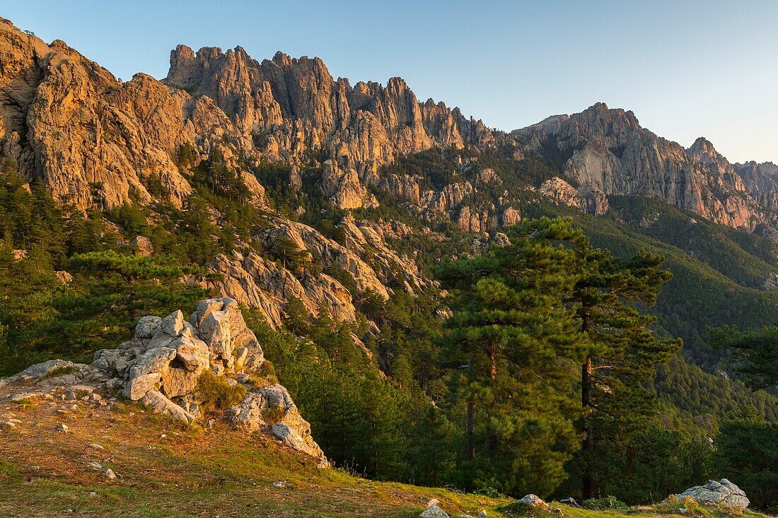 France, Corse du Sud, Quenza, Needles of Bavella from the Col de Bavella, Laricio de Corsica pine (Pinus nigra corsicana)