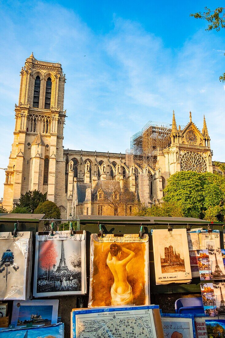 Frankreich, Paris, von der UNESCO zum Weltkulturerbe erklärtes Gebiet, Ile de la Cite, Kathedrale Notre Dame nach dem Brand vom 15. April 2019