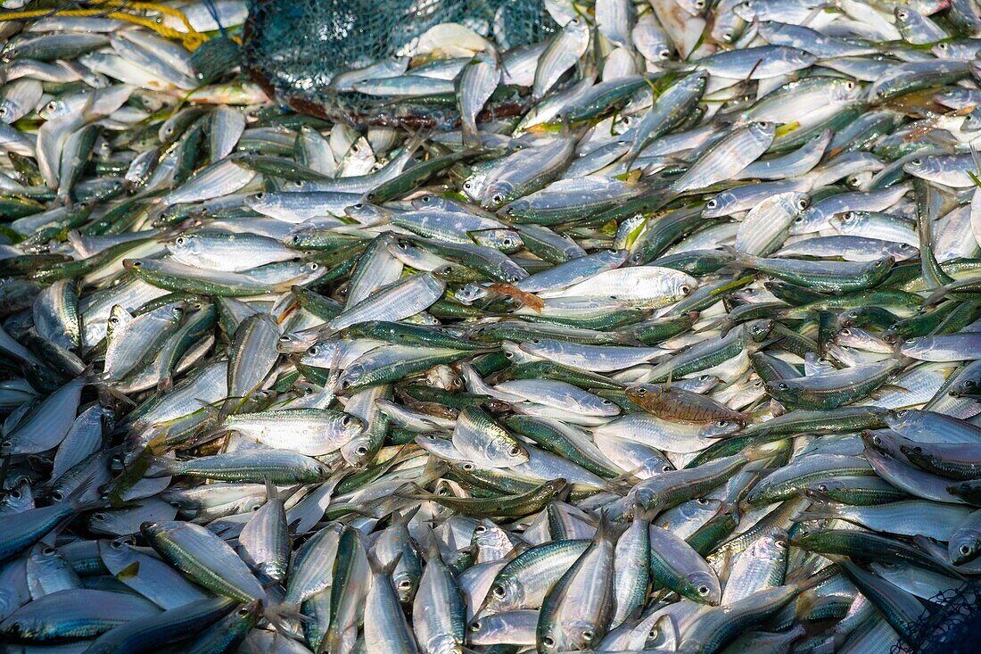 Sri Lanka, Northern province, Mannar island, Thalvupadu village, back from fishing on Keeri plage