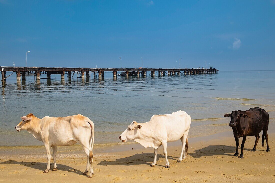 Sri Lanka, Northern province, Mannar island, Thalaimannar village, old jetty from which ferries provided a regular connection between India and Sri Lanka until 1983