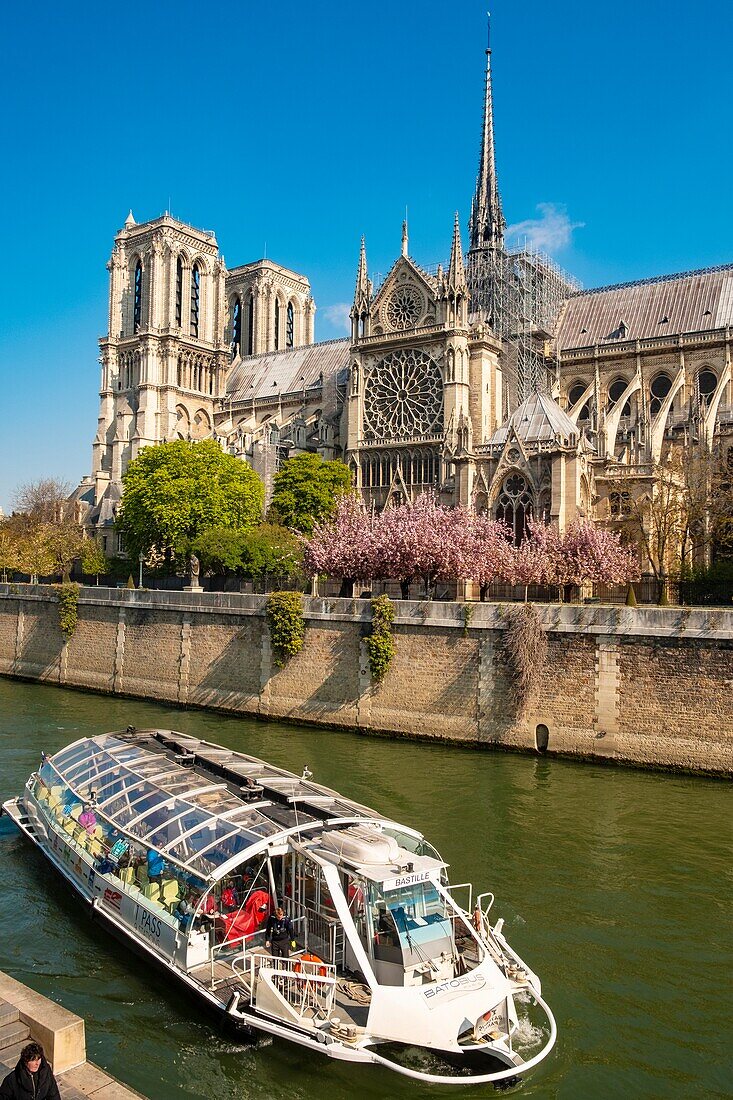 France, Paris, area listed as World Heritage by UNESCO, Ile de la Cité, Notre-Dame cathedral and cherry blossoms in spring